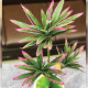 Artificial Cordyline Plant