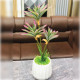 Artificial Cordyline Plant