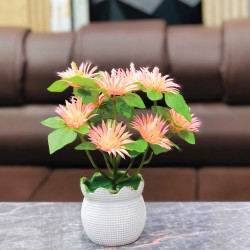 Pink Daisy Plant