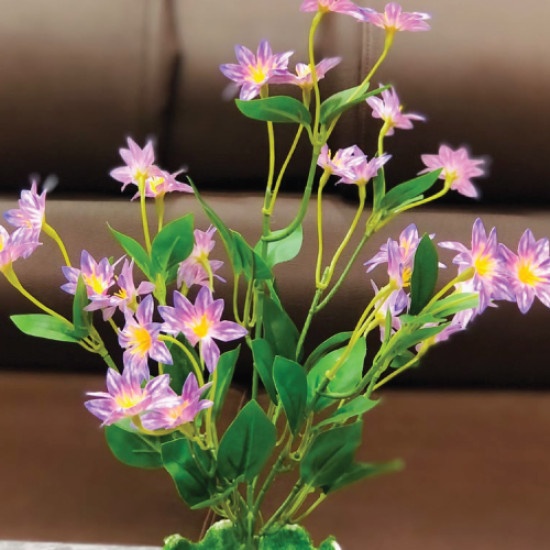 Mini Daisy Plant 