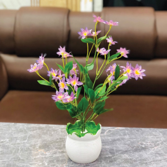Mini Daisy Plant 