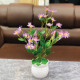 Mini Daisy Plant 