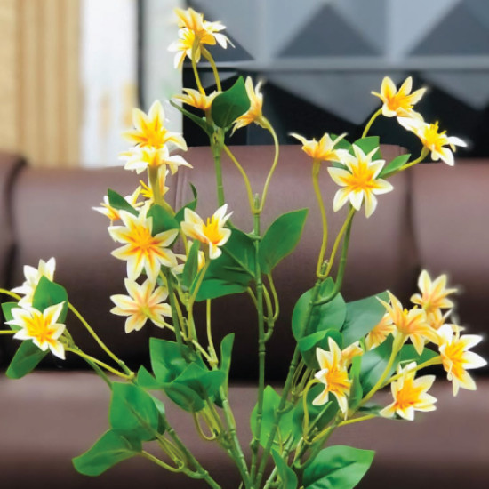 Mini Daisy Plant
