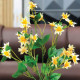 Mini Daisy Plant